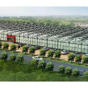 連棟溫室